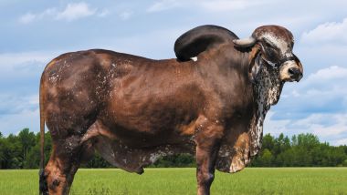 ESTIMADO FIV DO BASA