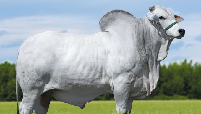 Foto INGLÊS DE NAVIRAÍ