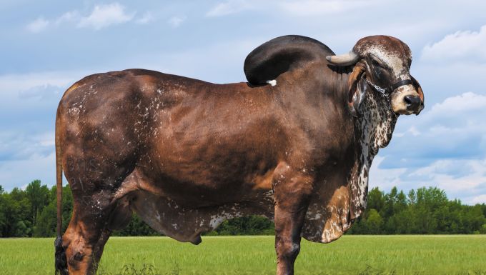 Foto ESTIMADO FIV DO BASA