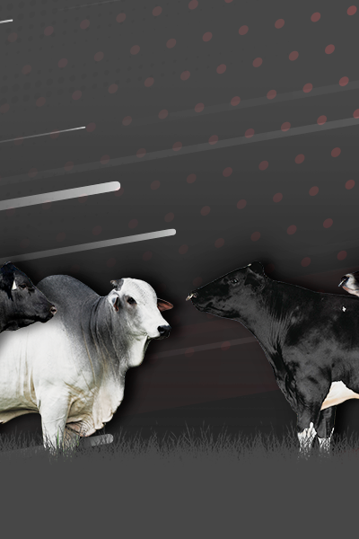 Tradição e Excelência