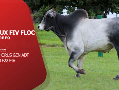 DIRETO DA CENTRAL - HILUX FIV FLOC (NELORE PO)