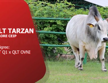 Direto da Central - QLT TARZAN (Nelore Ceip)