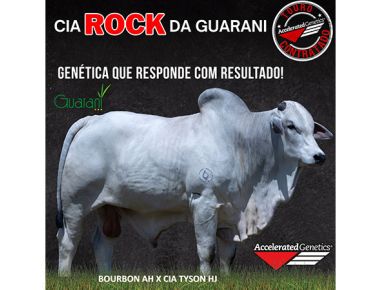CIA ROCKY DA GUARANI - Nova contratação Nelore CEIP