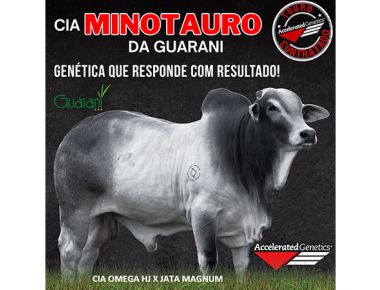 CIA MINOTAURO DA GUARANI - Nova contratação Nelore PO