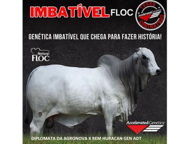 IMBATÍVEL FLOC - Nova contratação Nelore PO