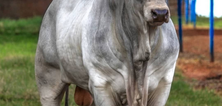 Feira Nacional do Zebu