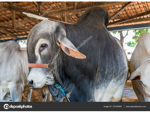 Guia Mundial do Zebu: Criadores