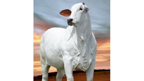 Brahman