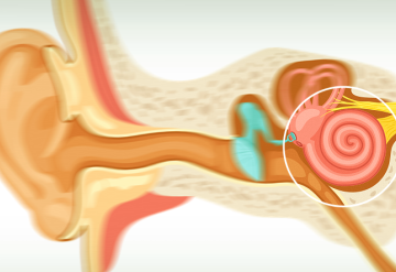 Saiba tudo sobre a importância da cóclea