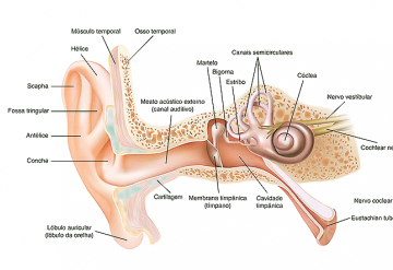 Saiba mais sobre a estrutura do ouvido humano