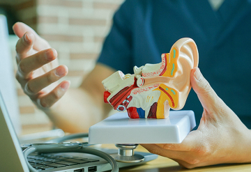 Saiba mais sobre a estrutura do ouvido interno