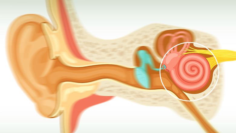 Saiba tudo sobre a importância da cóclea