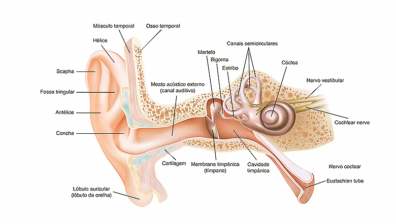 Saiba mais sobre a estrutura do ouvido humano
